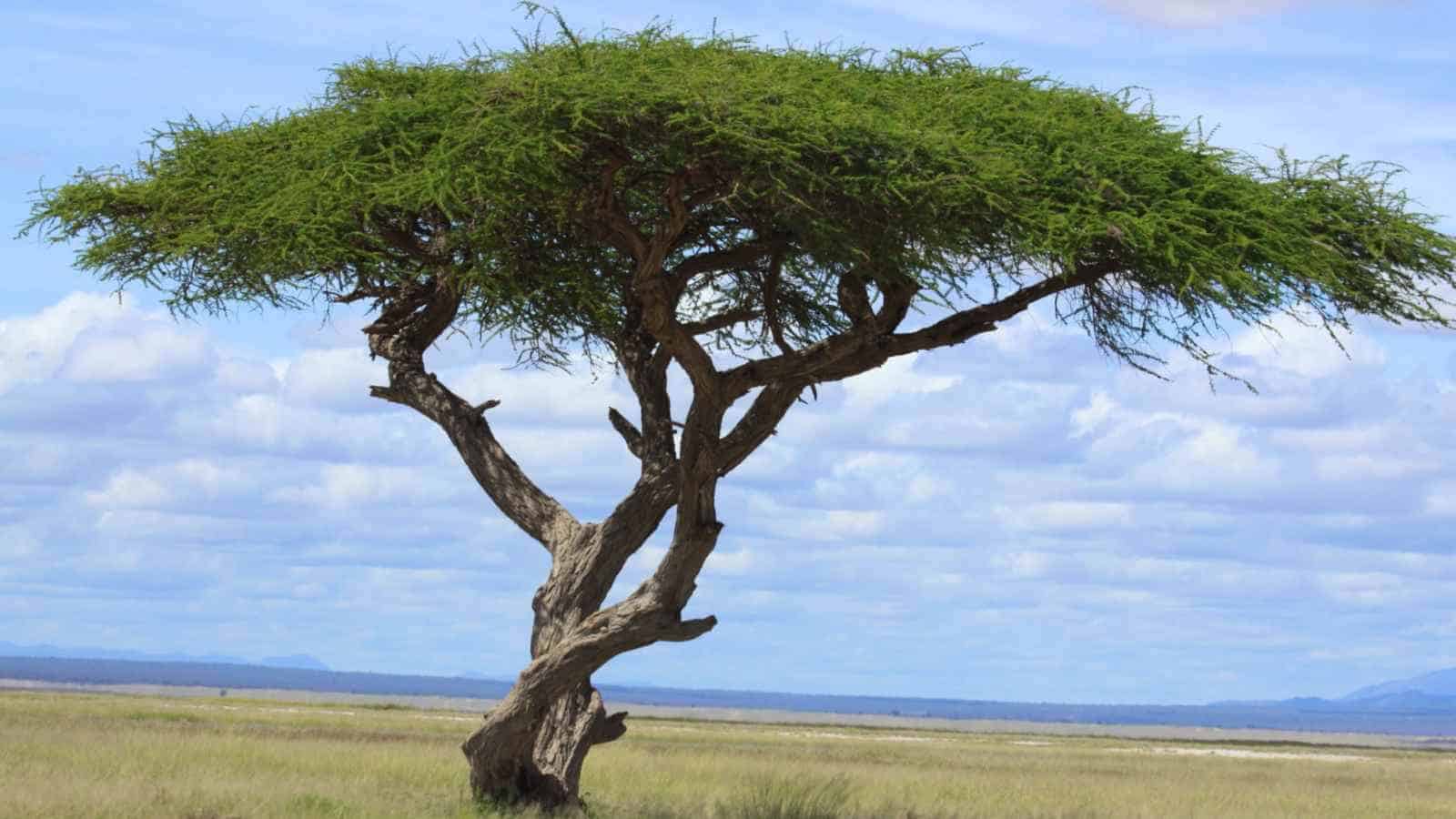 Acacia Savanna