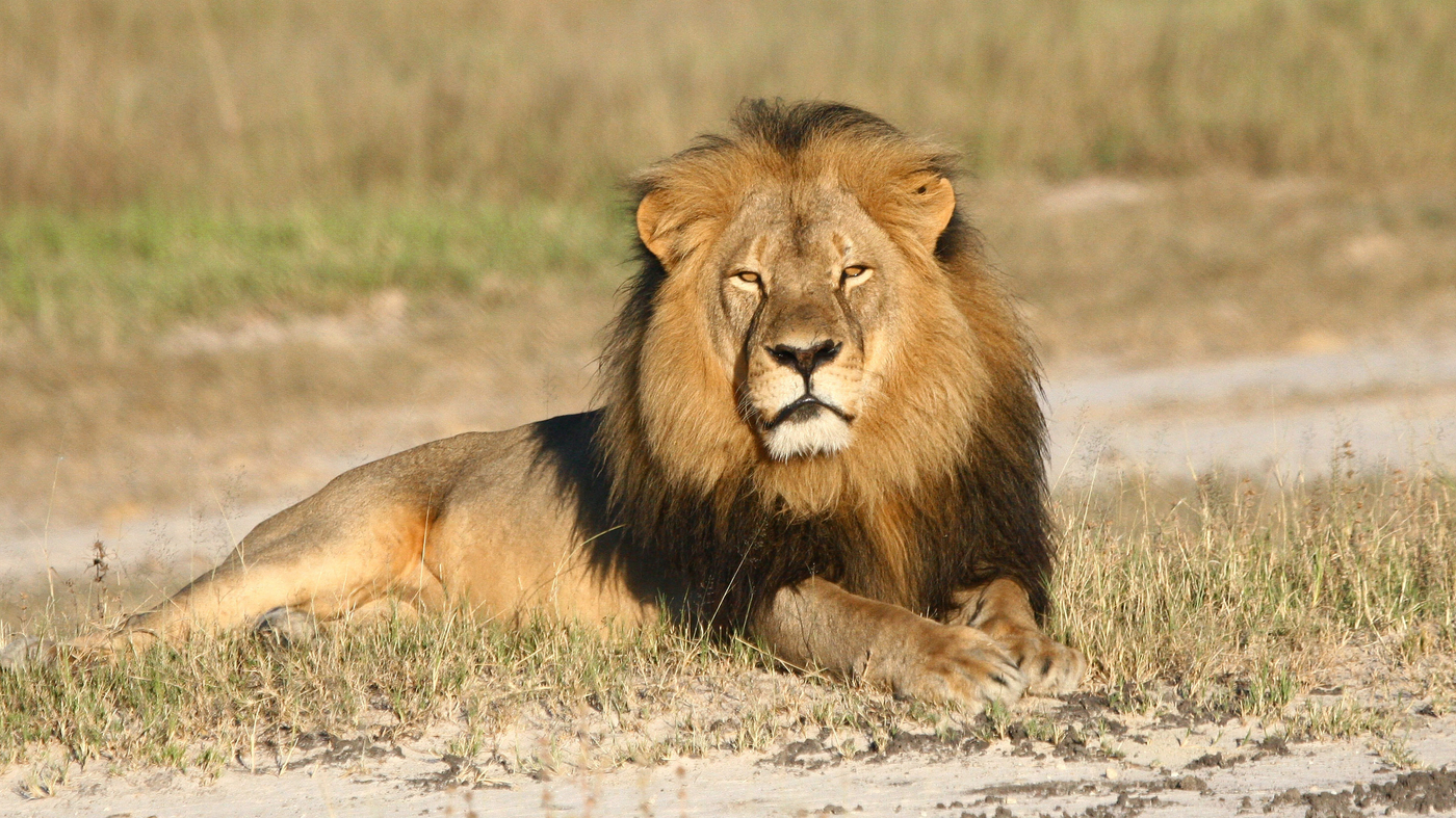 African Lion