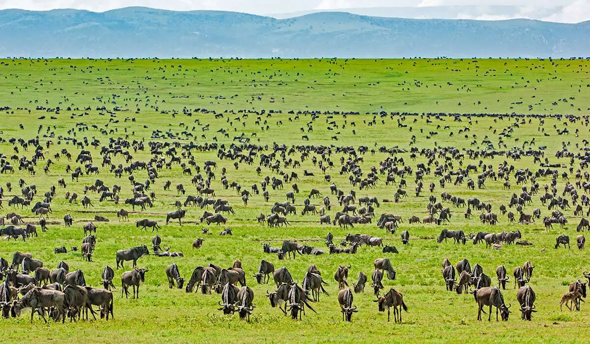 Central Serengeti