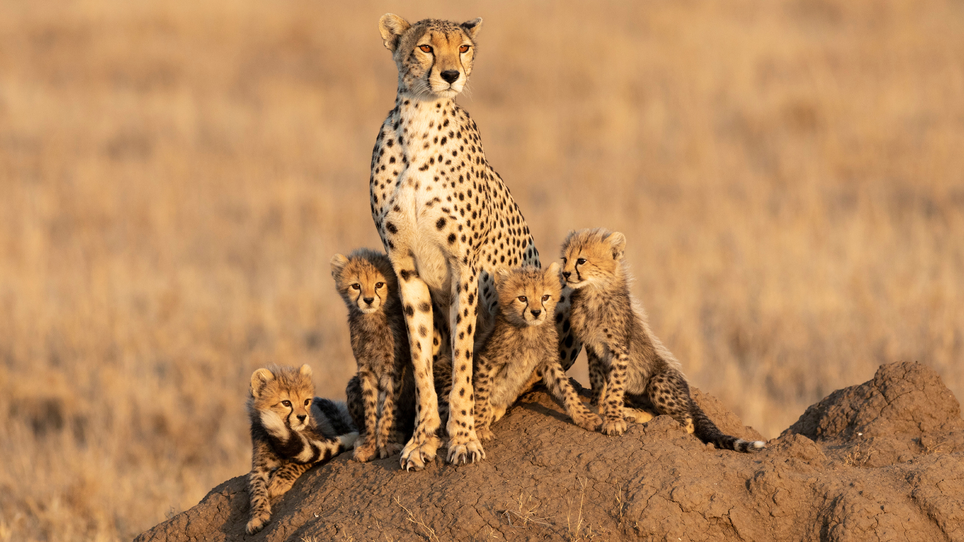 Cheetah