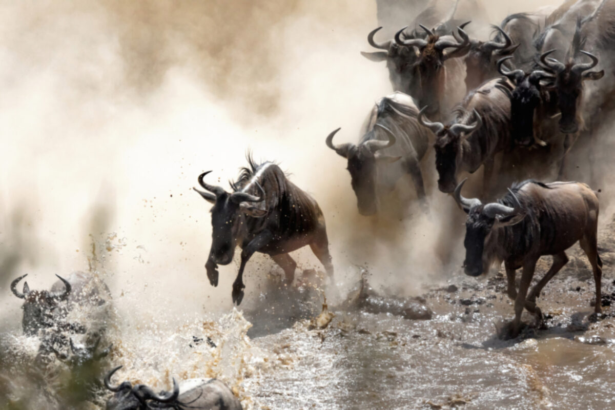 The drama of the Great Migration