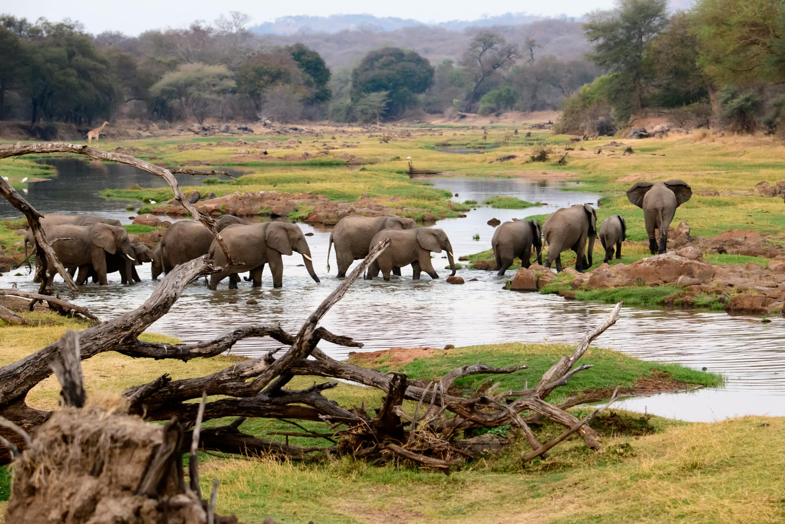 Elephants at Great Ruaha River