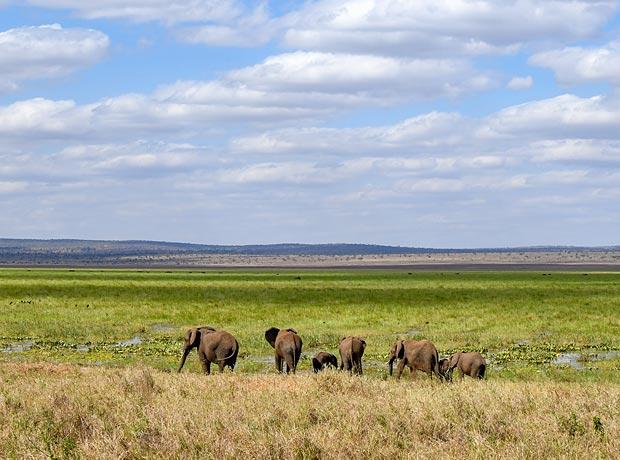 Elephant Herd