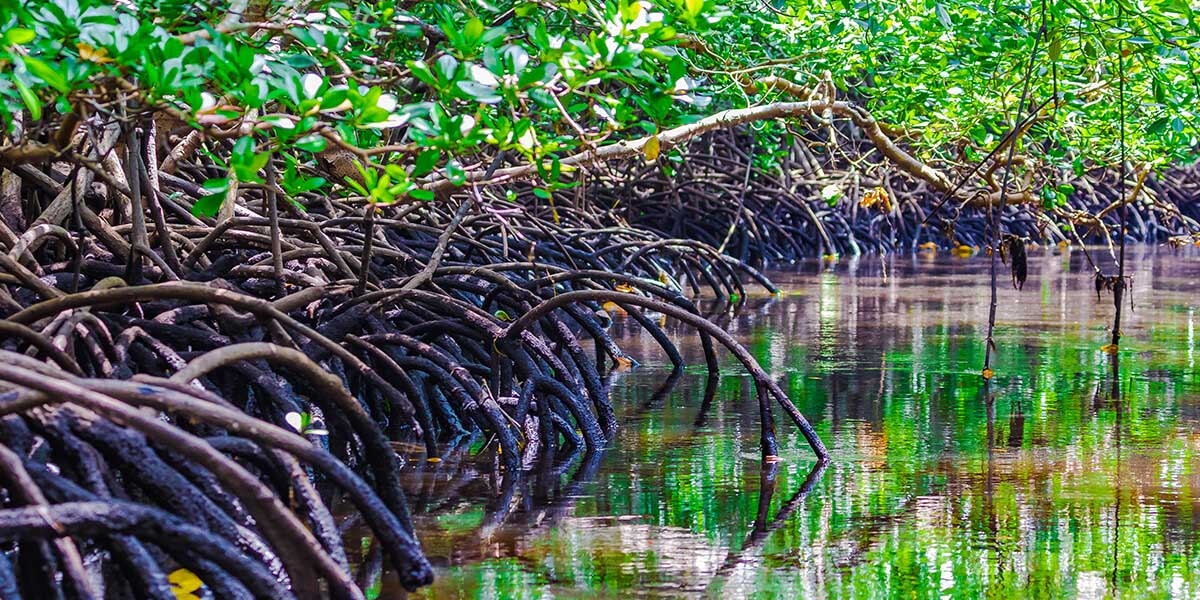 Elevated mangrove boardwalk through pristine ecosystem