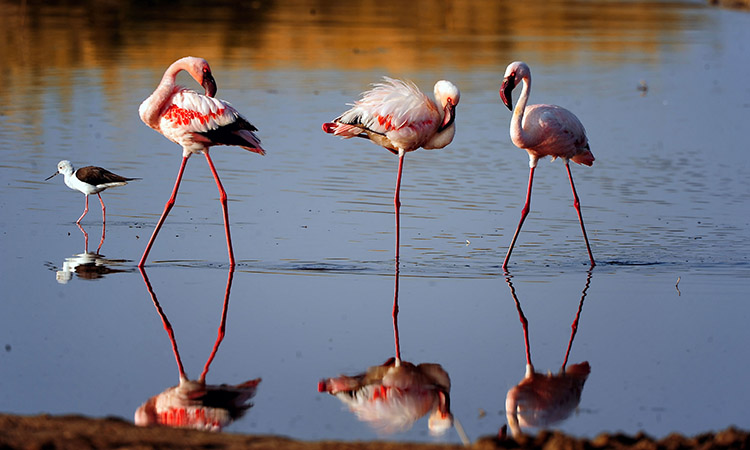Flamingo