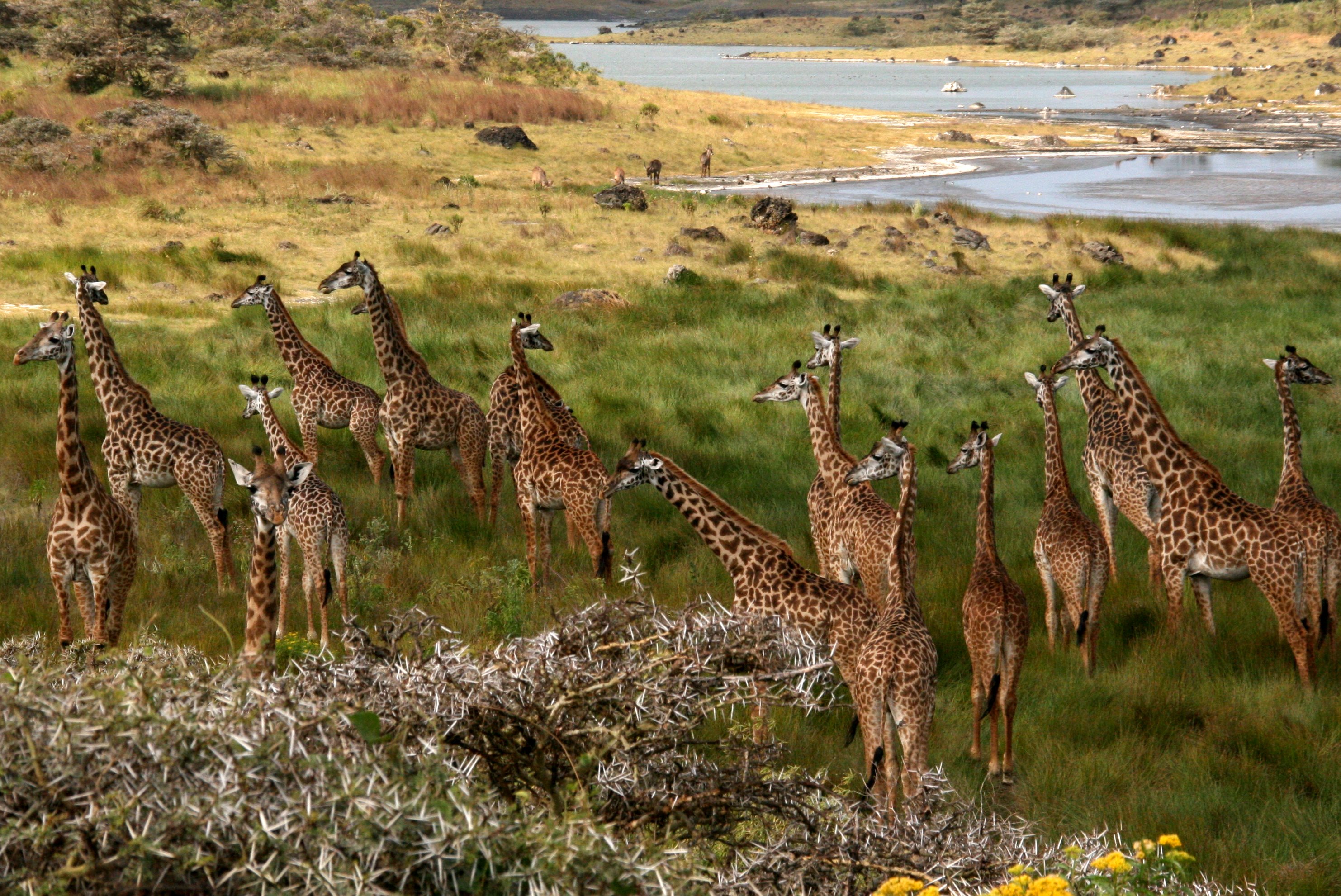 Giraffe