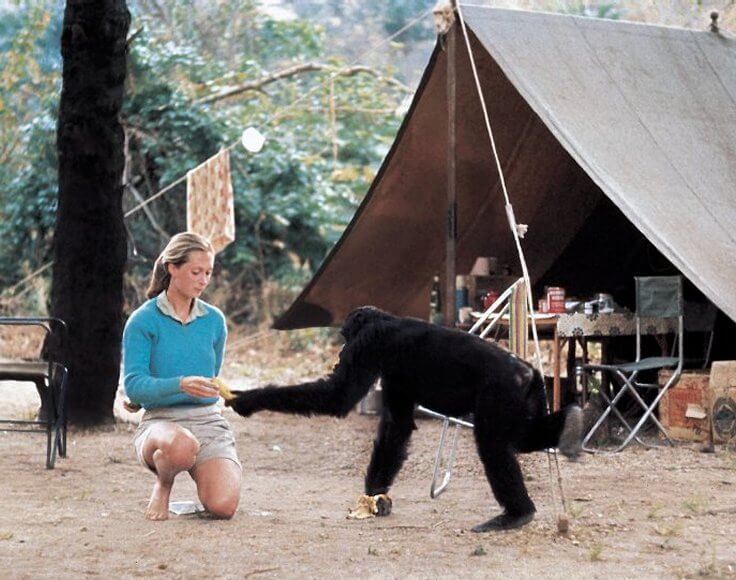 Jane Goodall research station