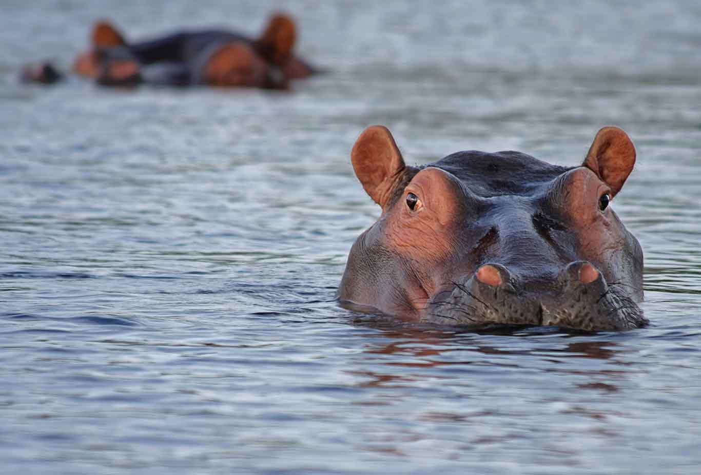 Katavi National Park