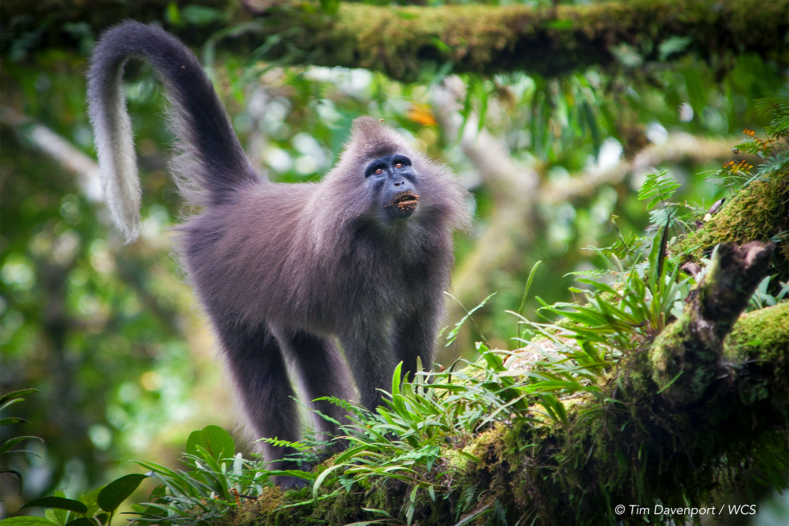 Kipunji Monkey
