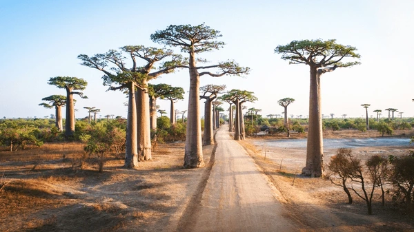 Landscape with baobab trees
