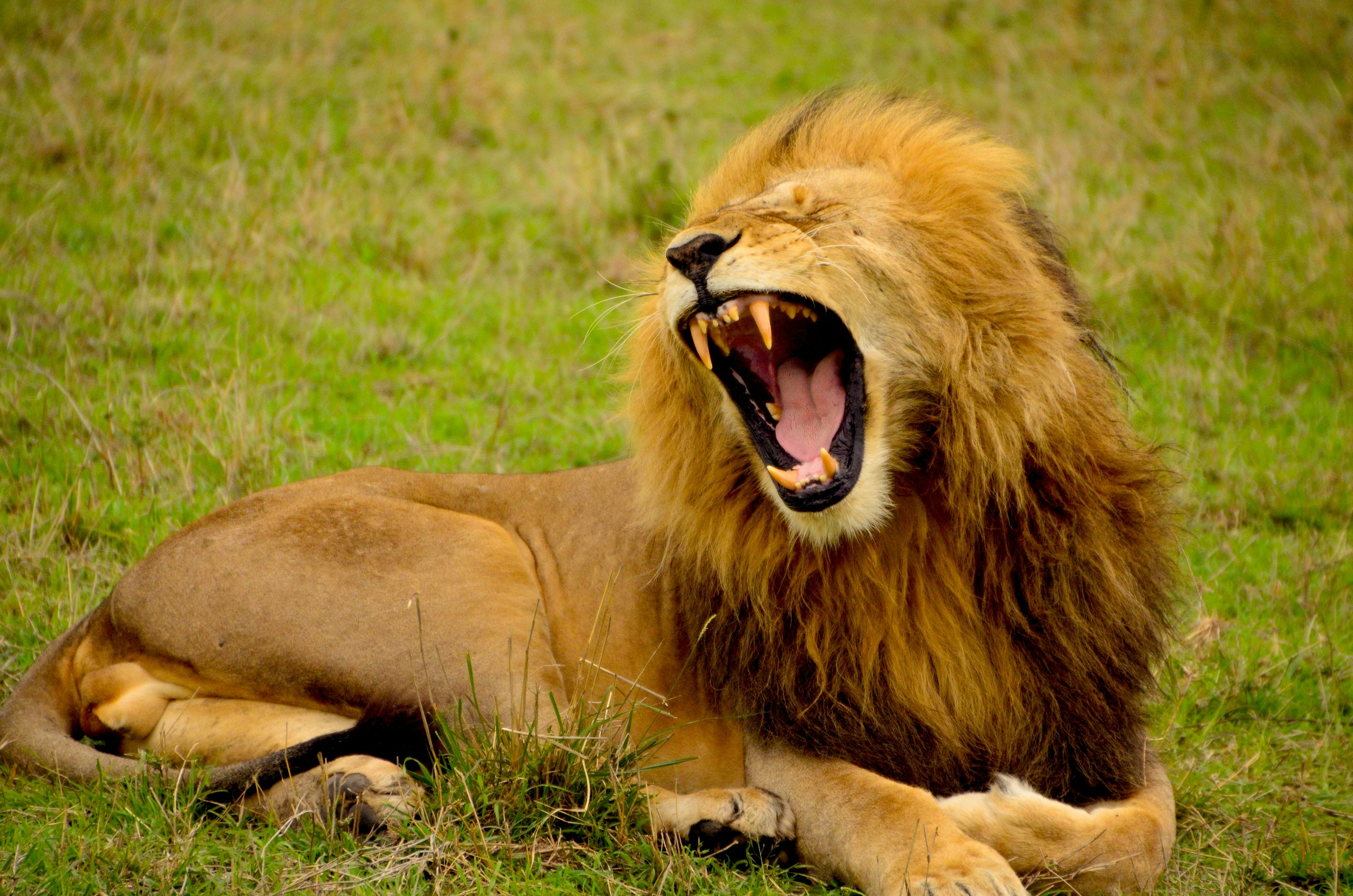 African Lion