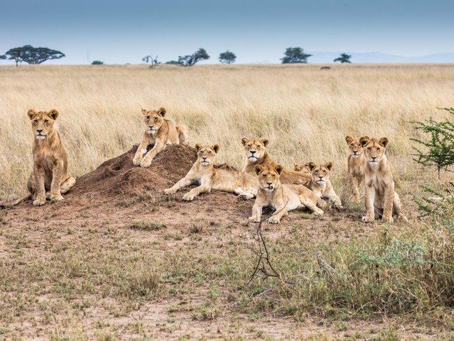 Famous lion prides of Seronera