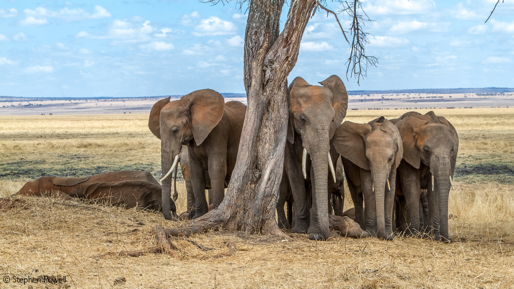 African Elephant