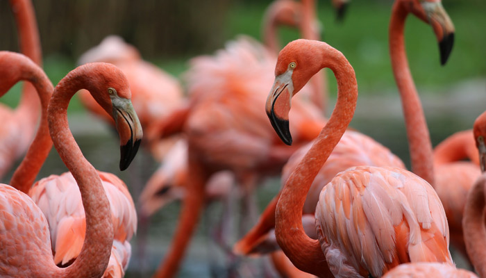 Flamingo