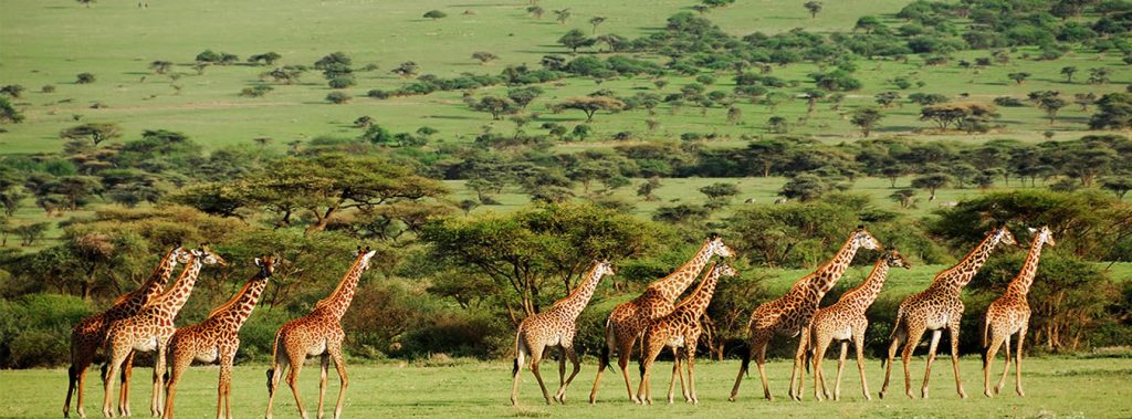 Mikumi National Park