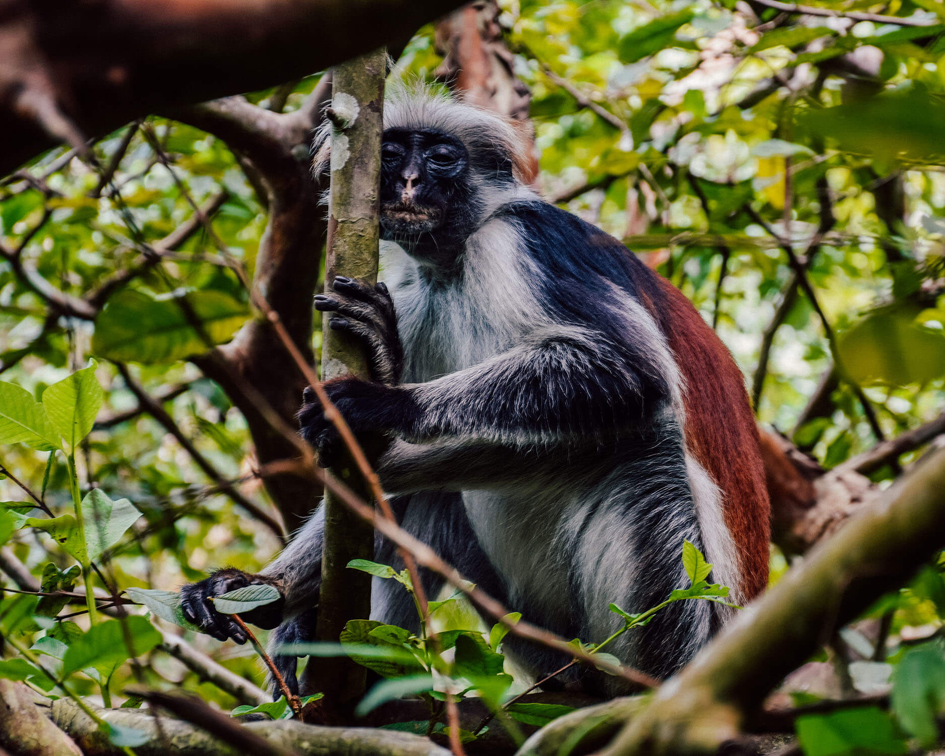 Colobus Monkey