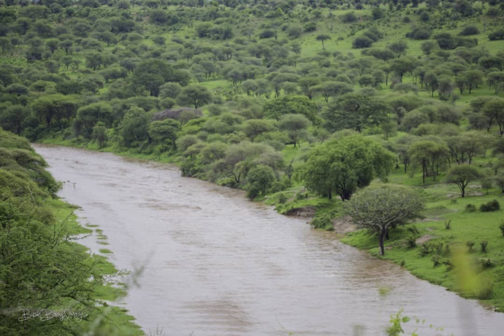 Riverine vegetation