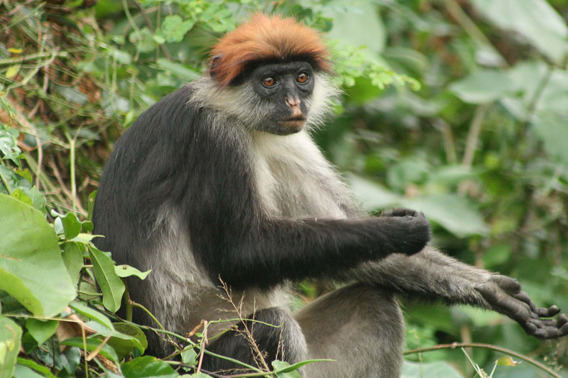 Udzungwa Red Colobus
