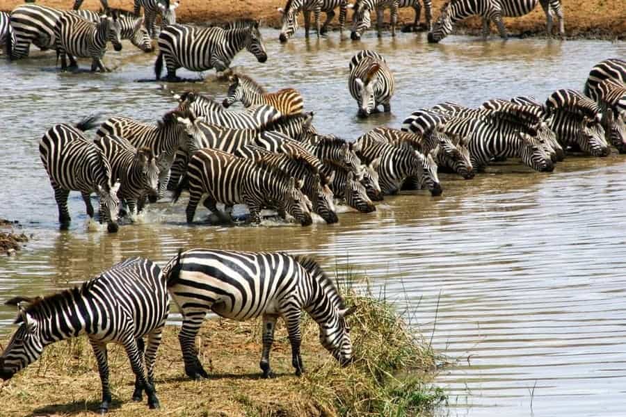 Wildlife along the Tarangire River